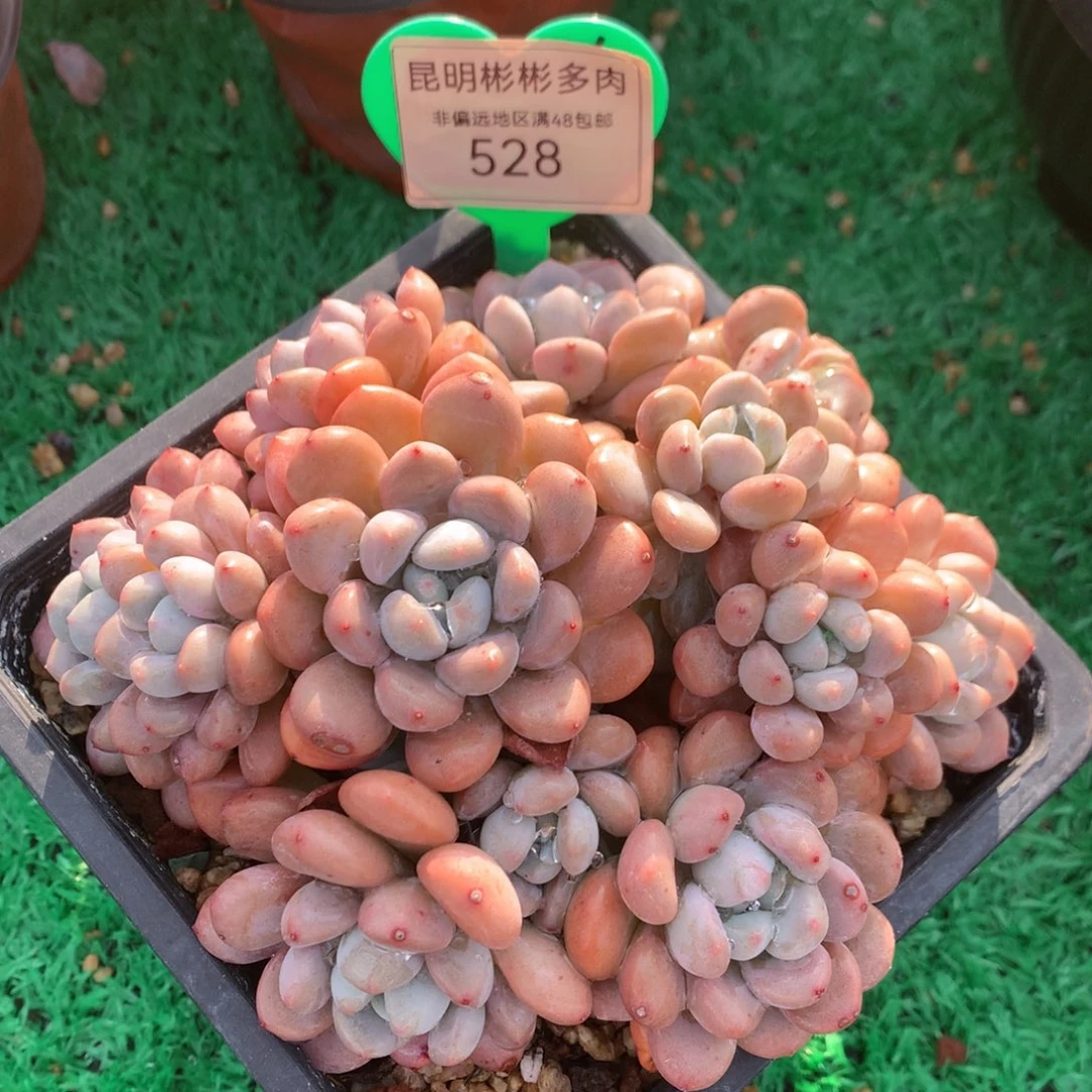 白露老桩无砍528