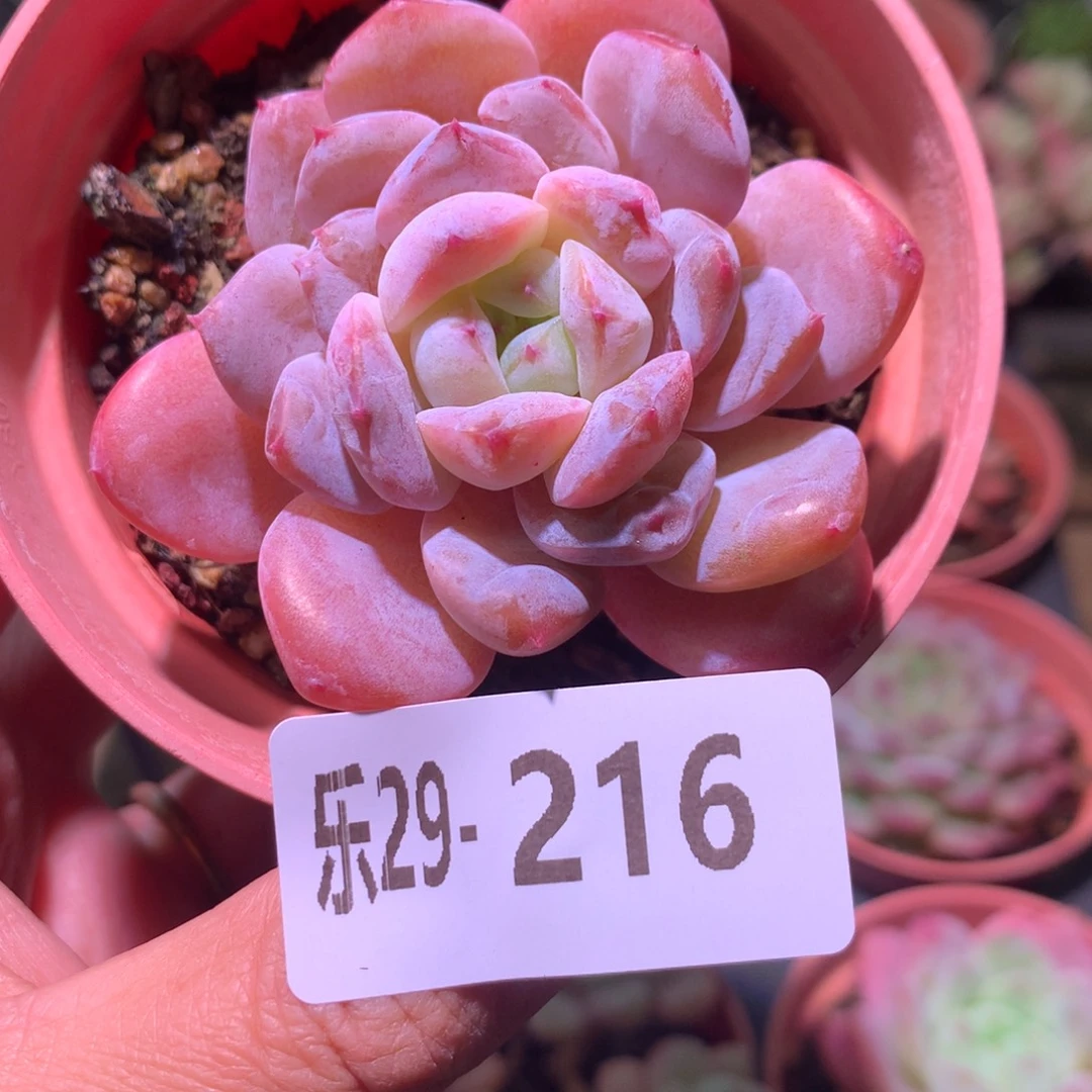 乐然29-216 红胖子