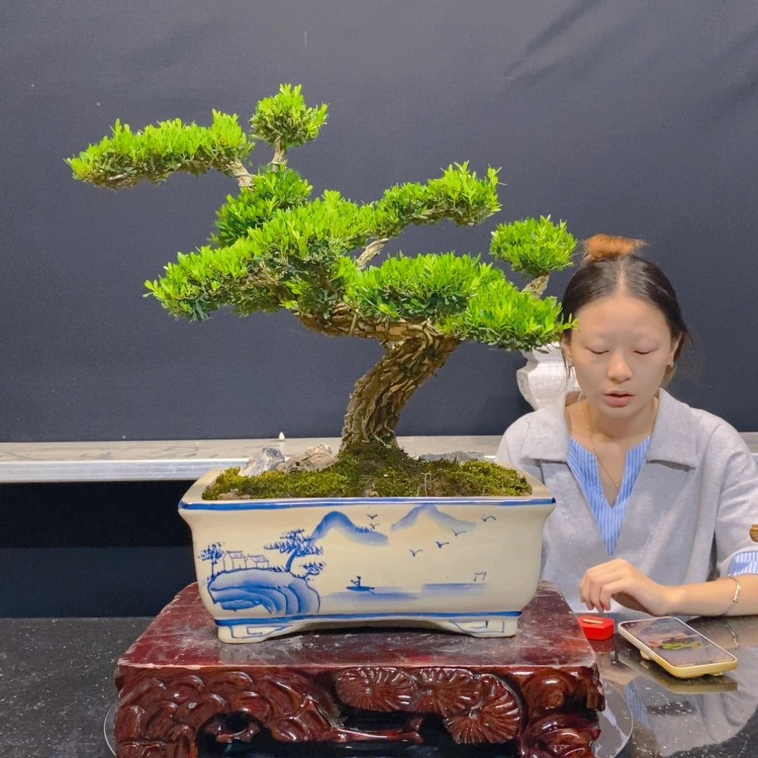 无花朵黄杨盆景雀舌软枝