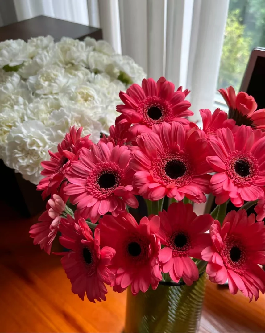 三岁花集-塔拉非洲菊10枝（一单顺丰冷链包邮）