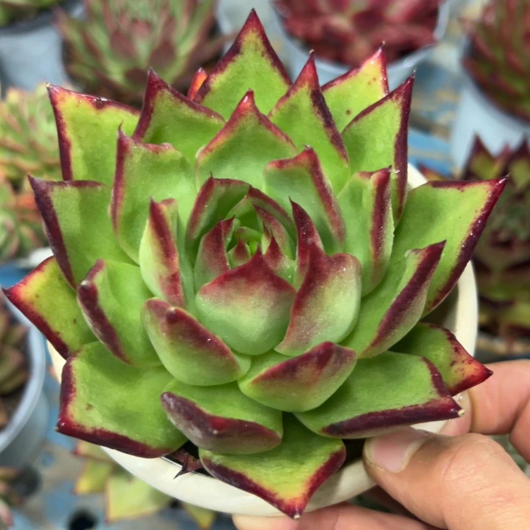 多肉植物一物一拍（66号）