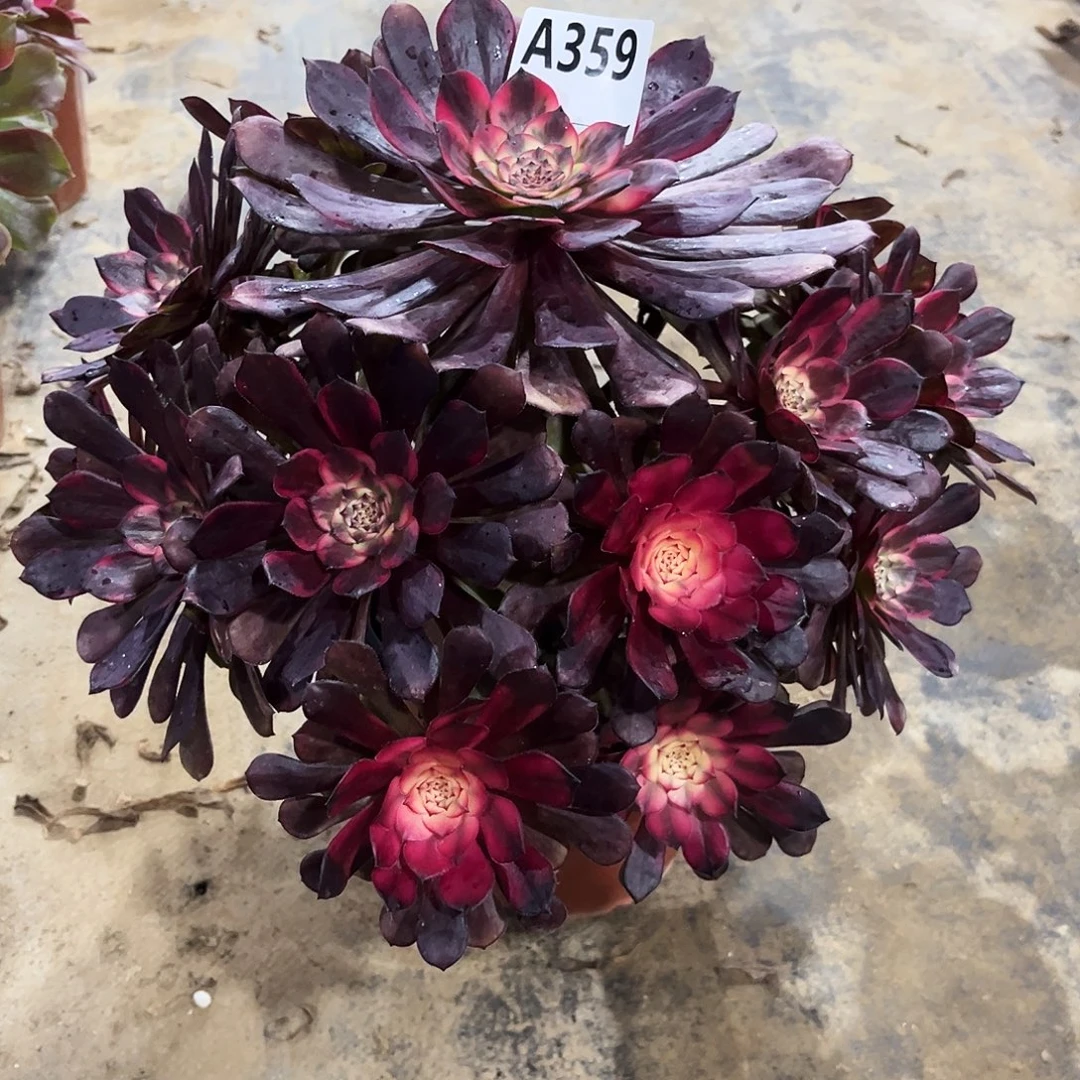 多肉植物烟花359多肉