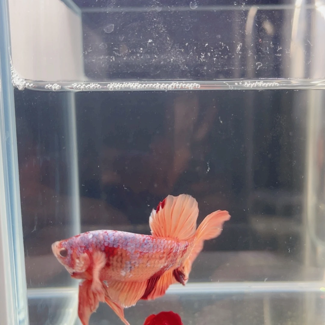 海水福利巨斗来喽