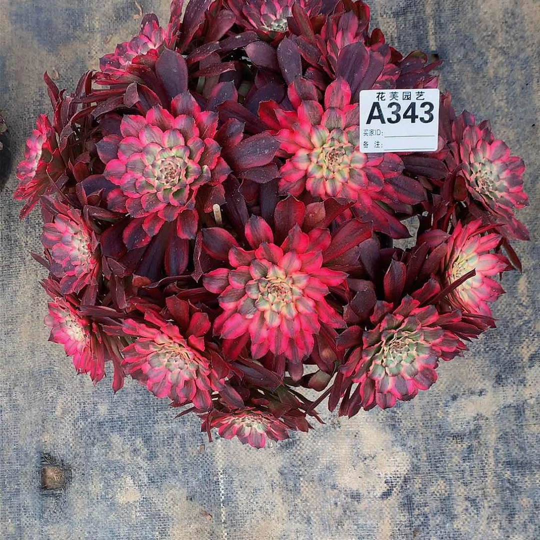 343多肉法师血迹寄养