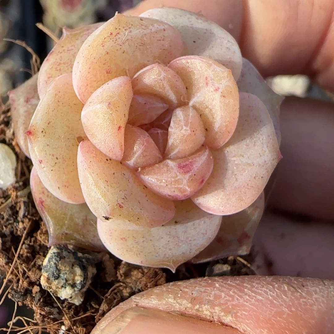 多肉小卡拉米糖心一物一拍