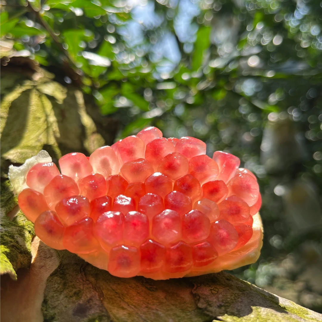 云南蒙自老树绿籽水晶甜石榴