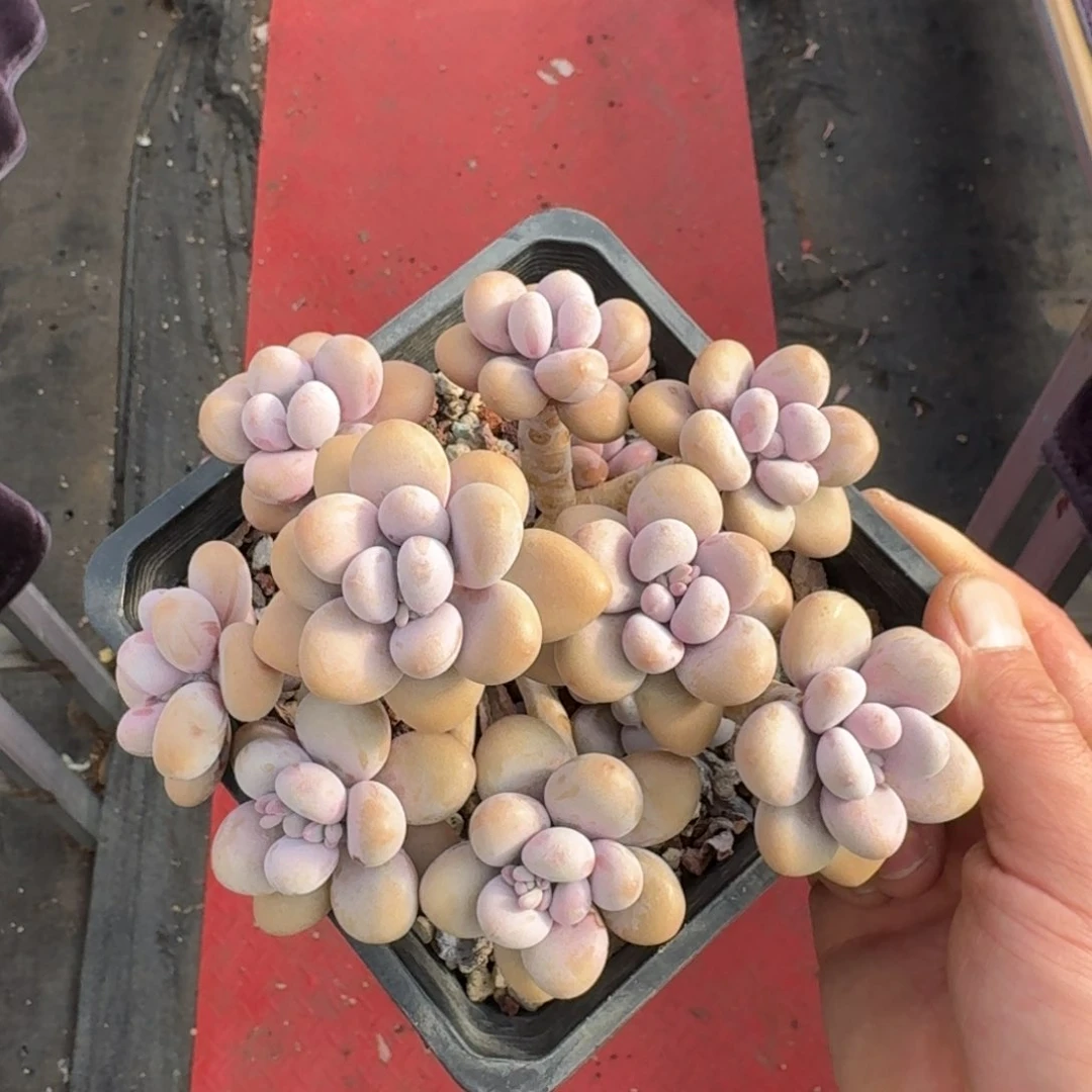 15厘米的尺寸一物一拍的