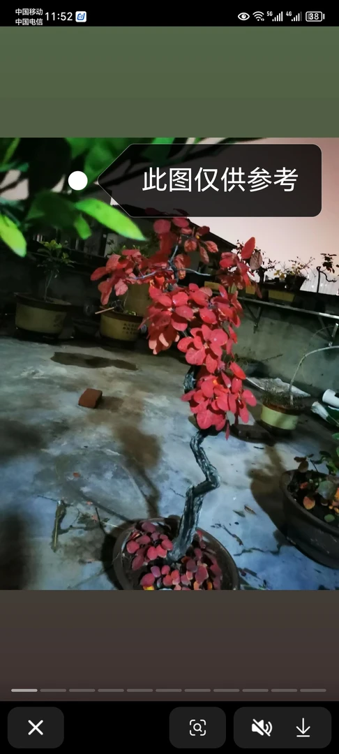 香山黄叶黄栌精品