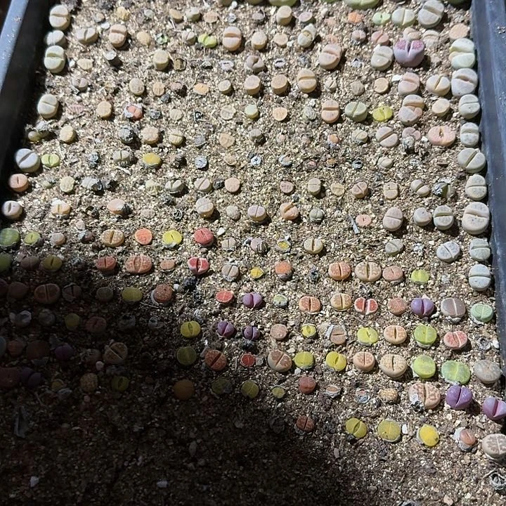 生石花111。 557