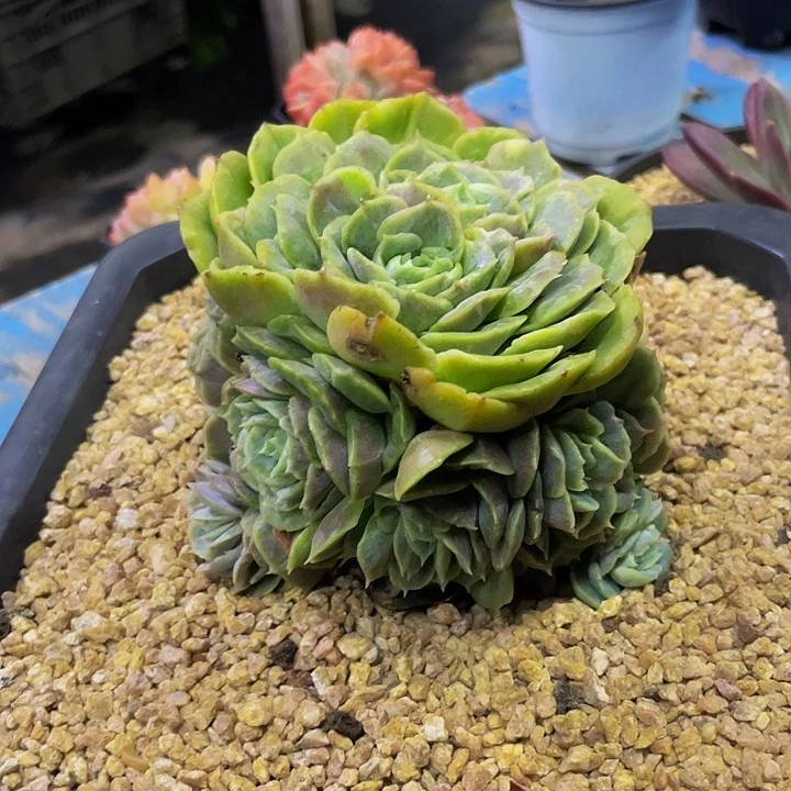 昂斯诺石化哦哦哦哦哦哦