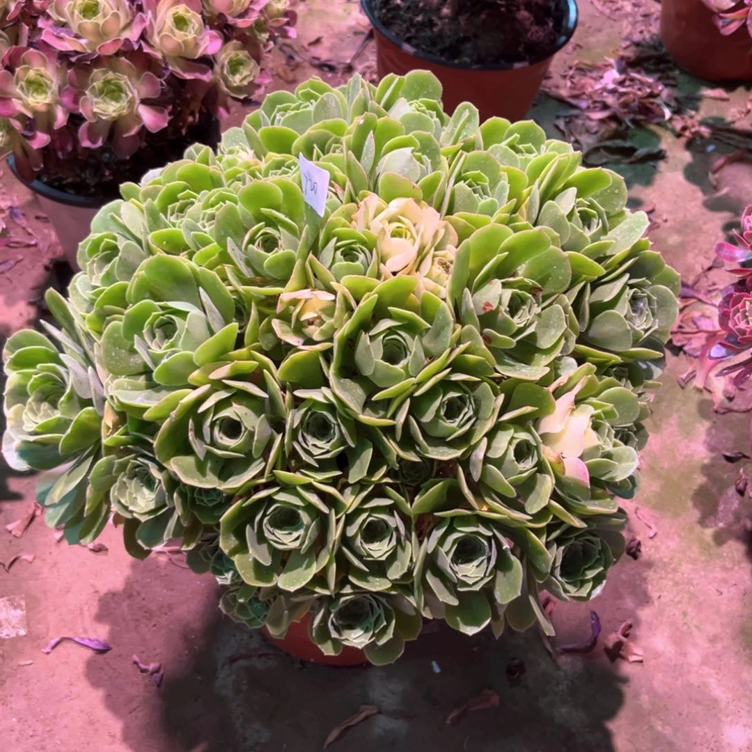 无花朵多肉植物五彩琉璃720