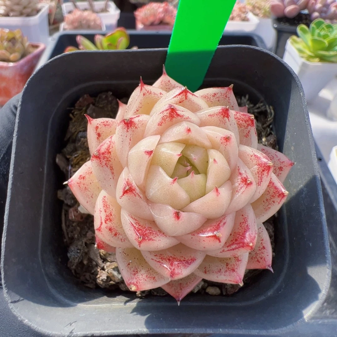 69 星宝精品多肉