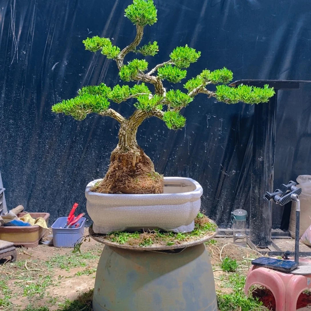 无花朵广东皱皮雀舌黄杨盆景