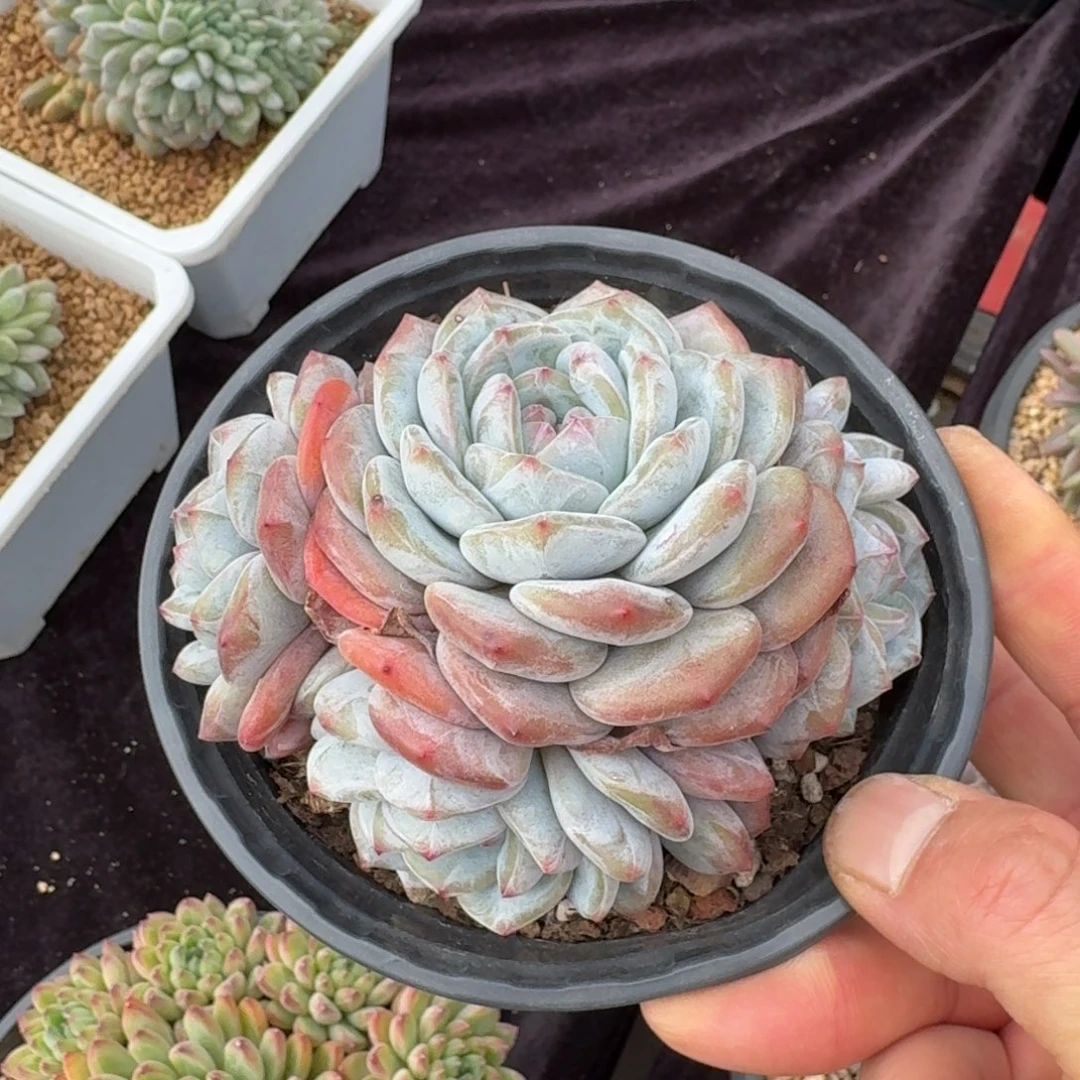 12厘米的尺寸一物一拍的