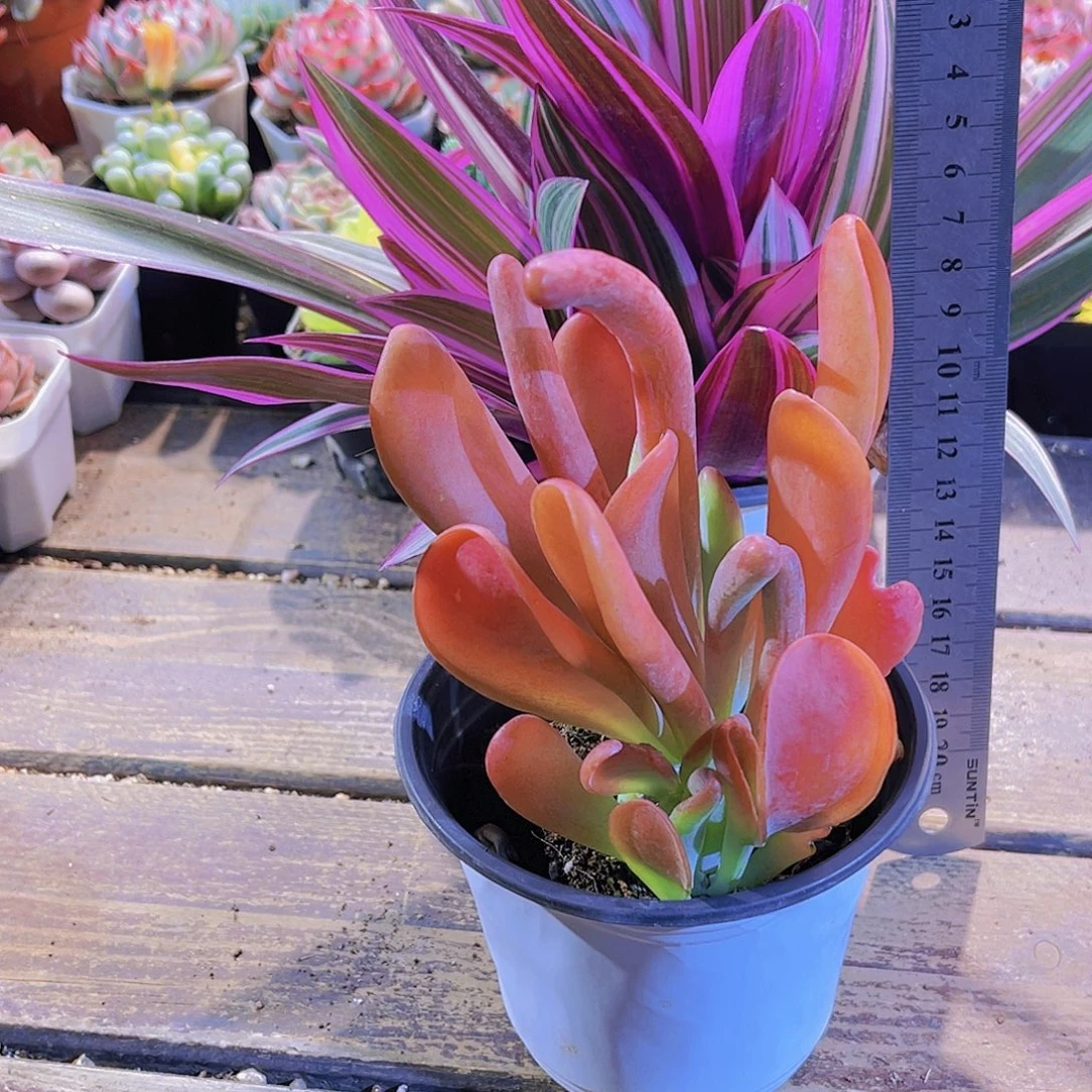 紫如兰。火狐狸111111111