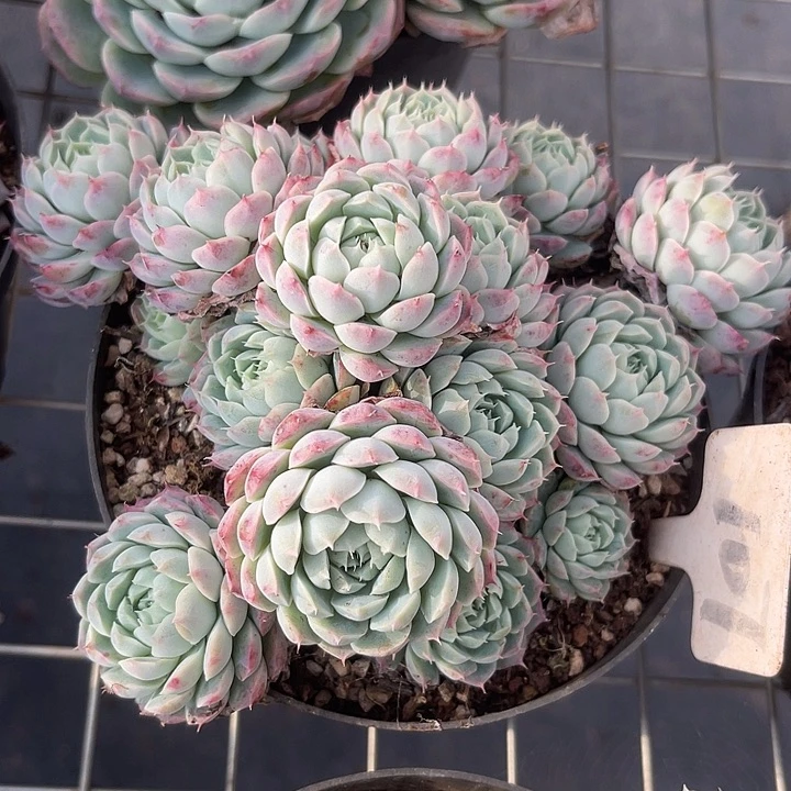 两单包邮，一物一拍107杂交