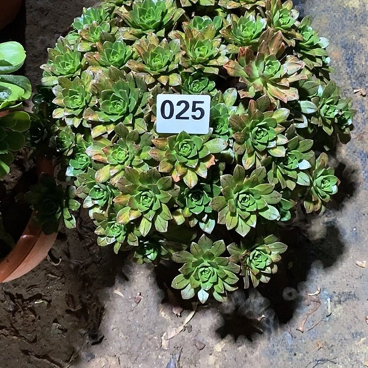 瓦*法师植物一拍12345678