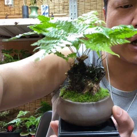 红陶一物一拍所见即所得38