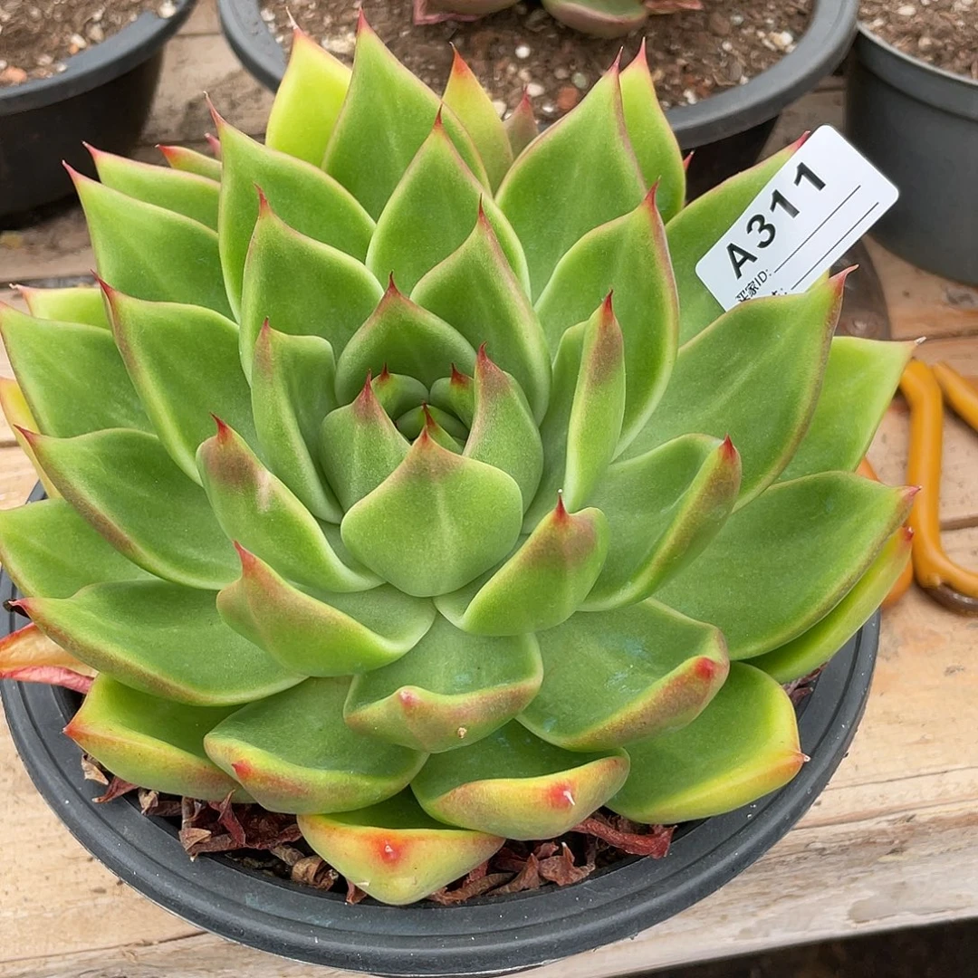 若如东云单拍A311