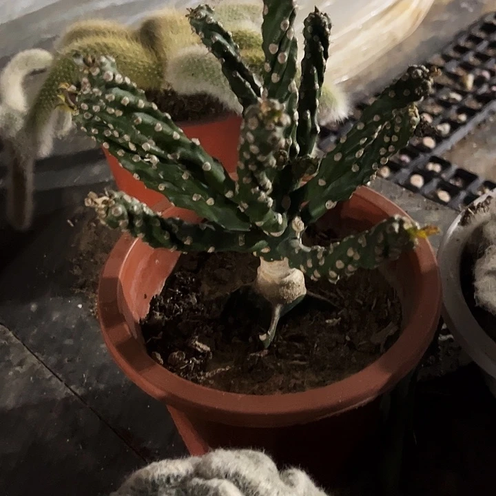 霸王树嫁接zzzzzzzzz