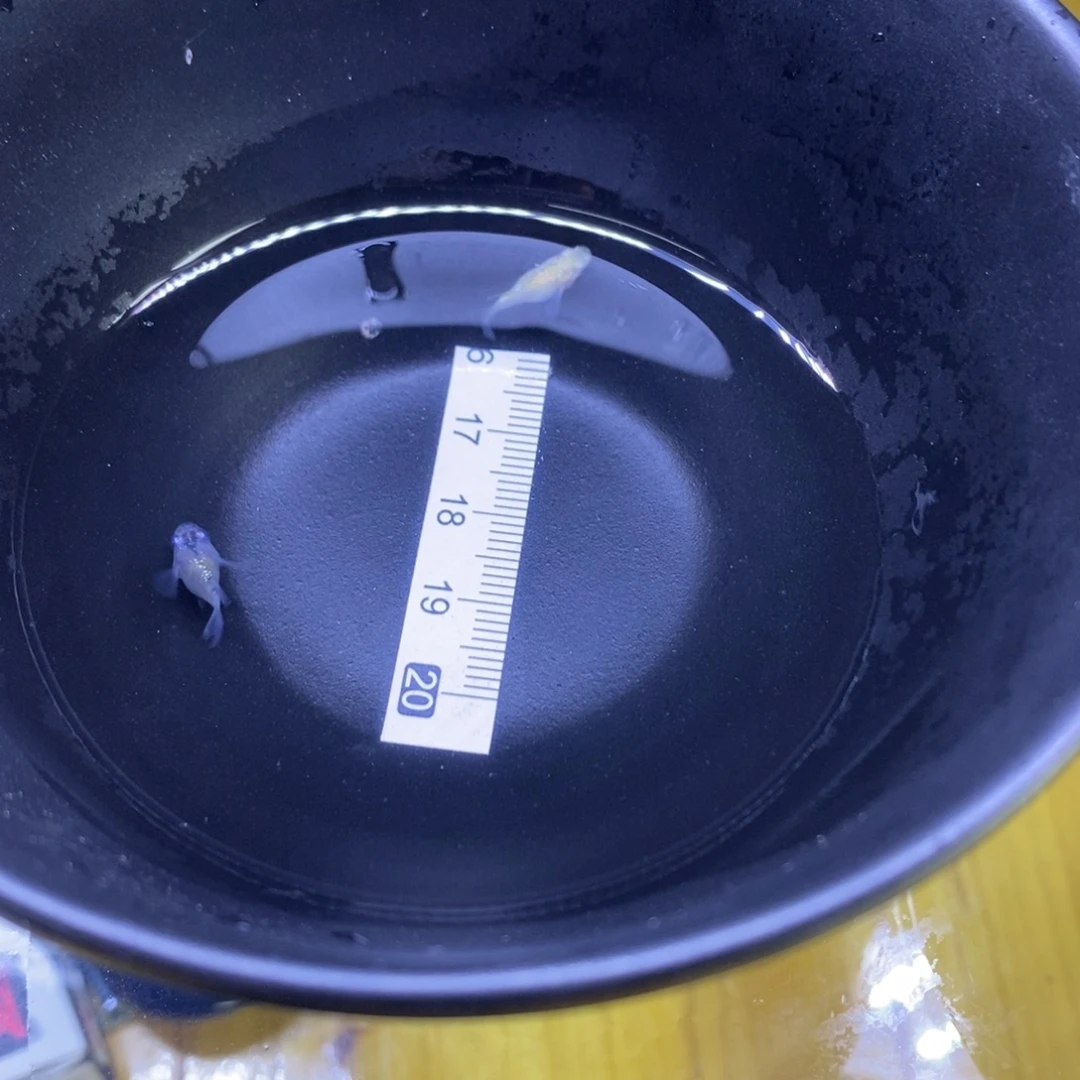 青鳉鱼球体球体50号