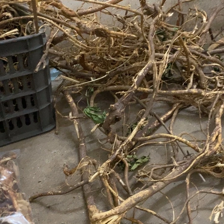 中国大陆天然五指毛桃