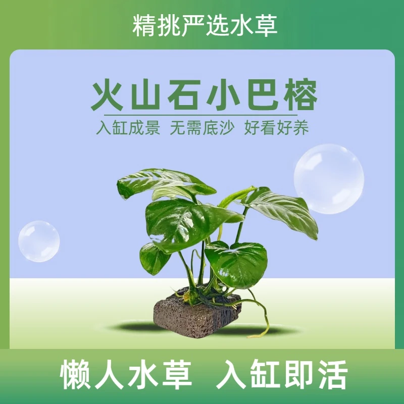 小巴榕水榕鱼缸造景懒人绿辣椒榕养鱼水培日本水草种子增氧水草