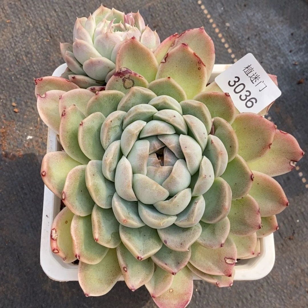 陆*子女神节快乐3036