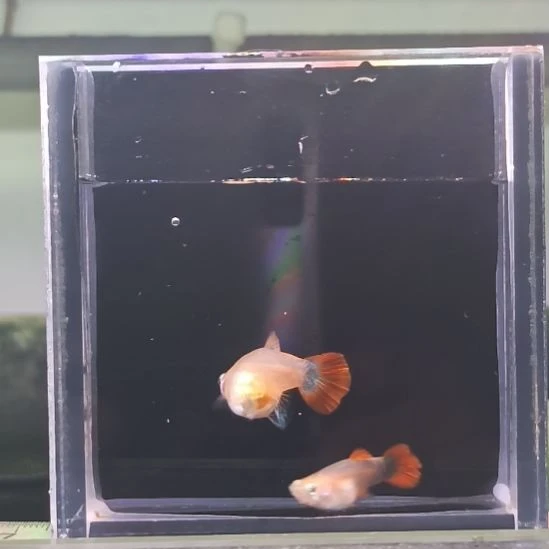 孔雀鱼品系孔雀鱼，自家繁育，一组一拍