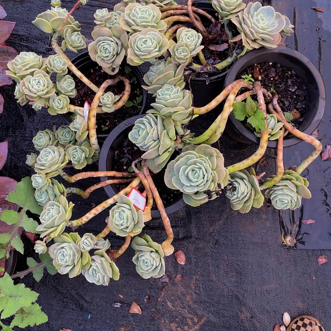 丹***丹可爱玫瑰多肉植物群3颗