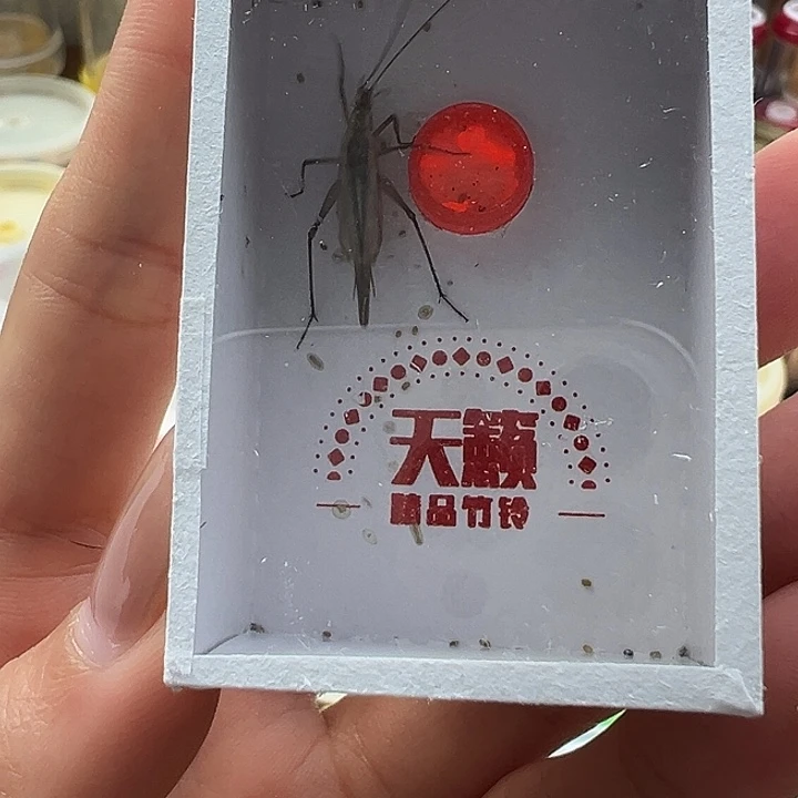 鸣虫虫具一个包邮