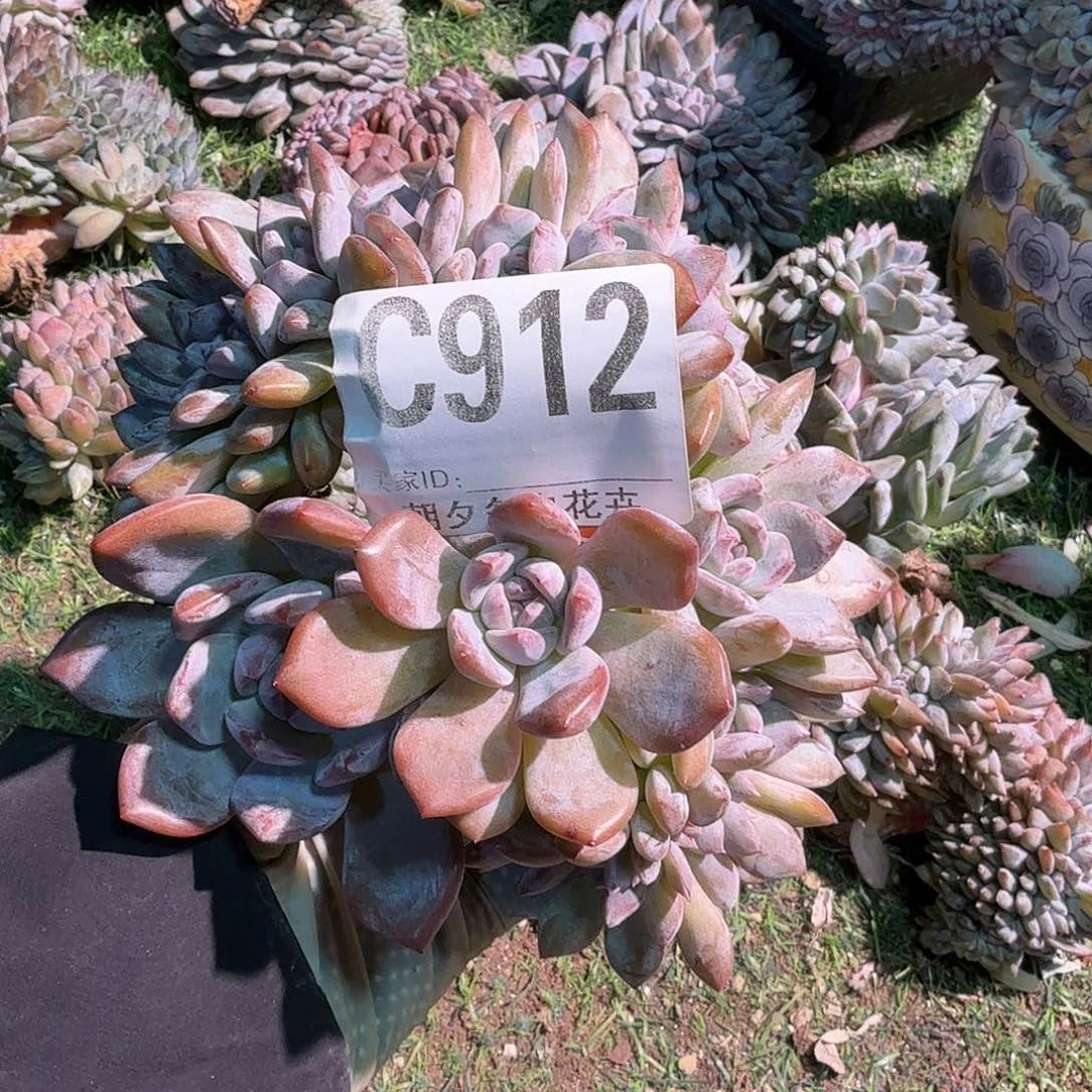 益***嘛星影缀化呀呀呀呀呀