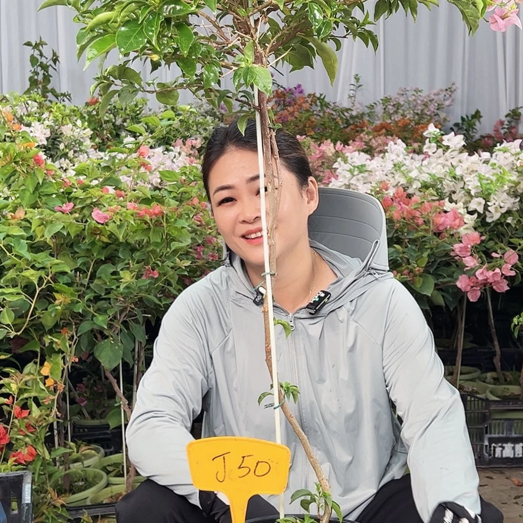 1***3大部分花苞少量开放J50魔法樱花