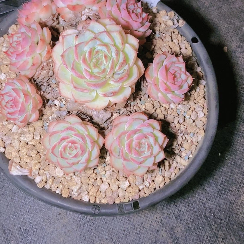 【闪购商品】幸**站1236