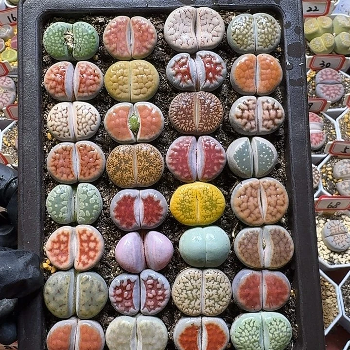 生石花111111。  裸根带盆土。   118