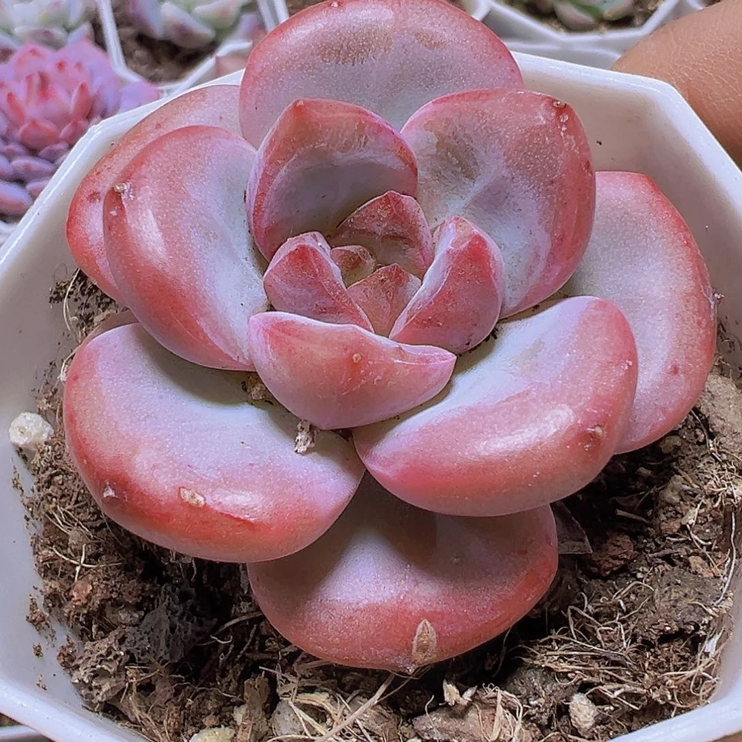 漫漫雪19包邮多肉植物