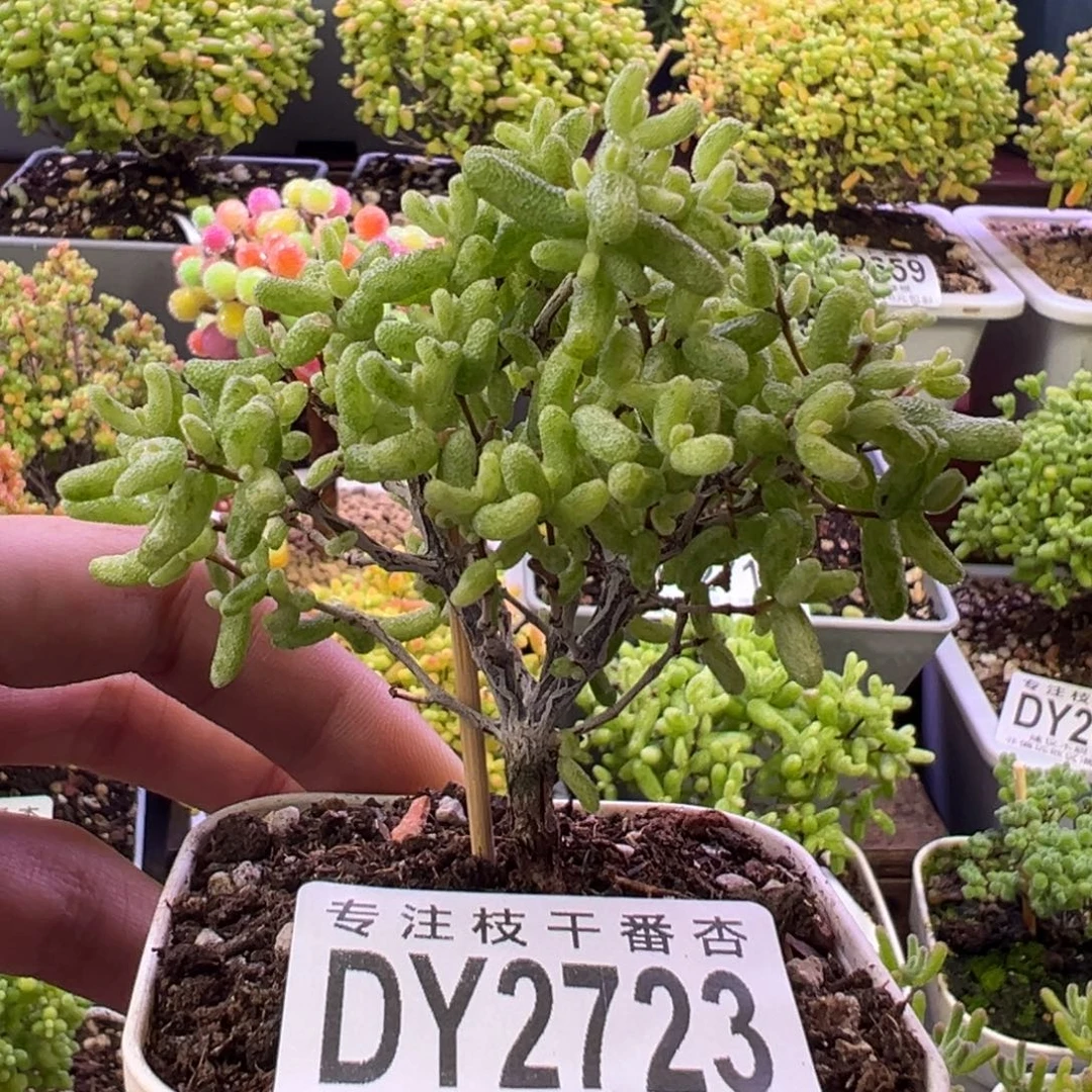 2723糖球白虎斑锦