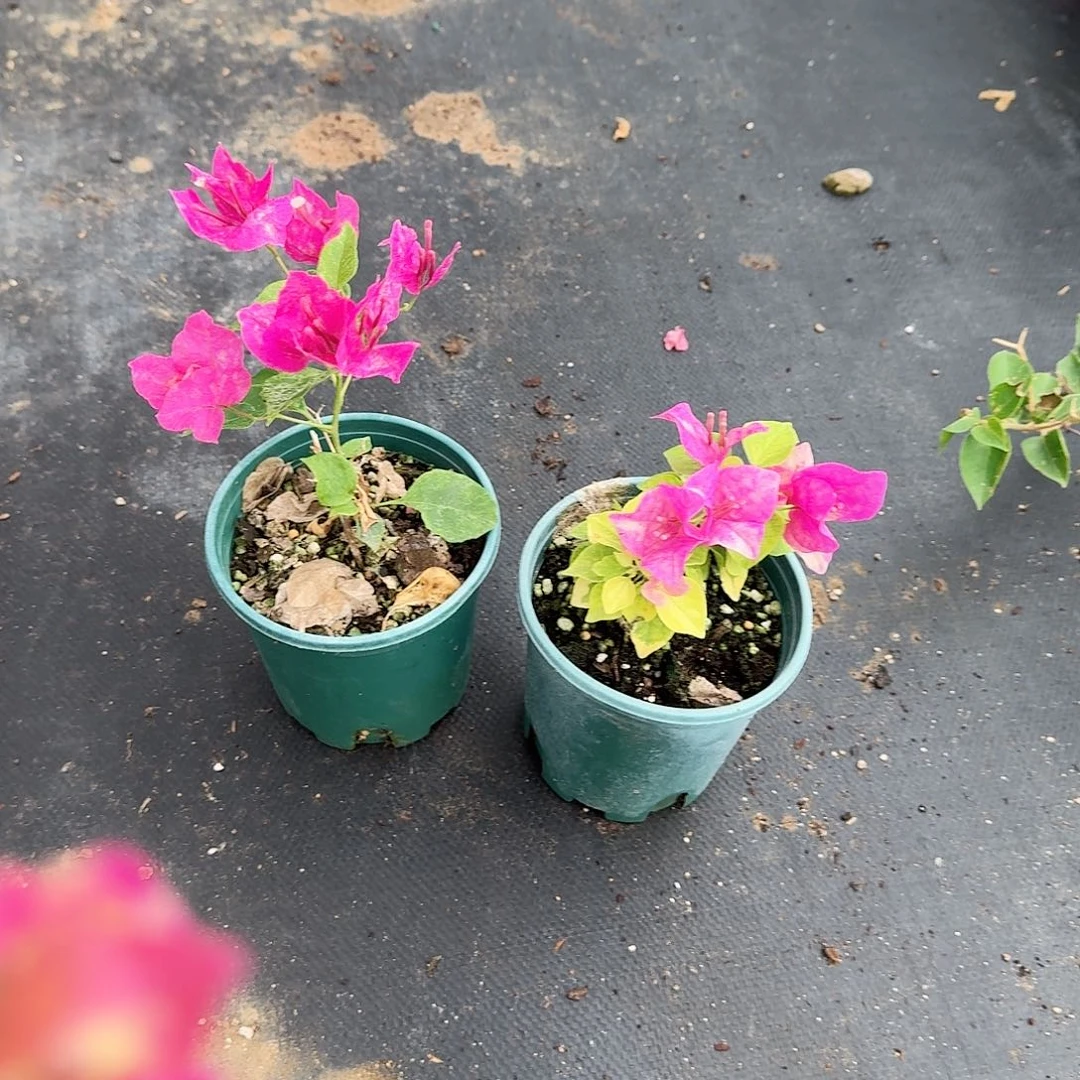 完全开放索菲亚和红九月
