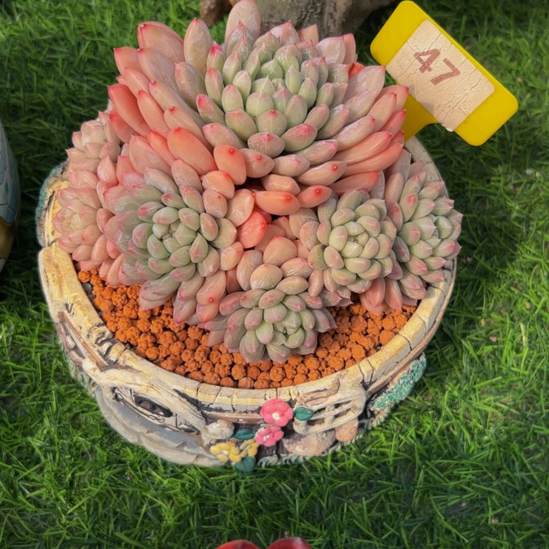 米*？百搭翡翠小老桩47