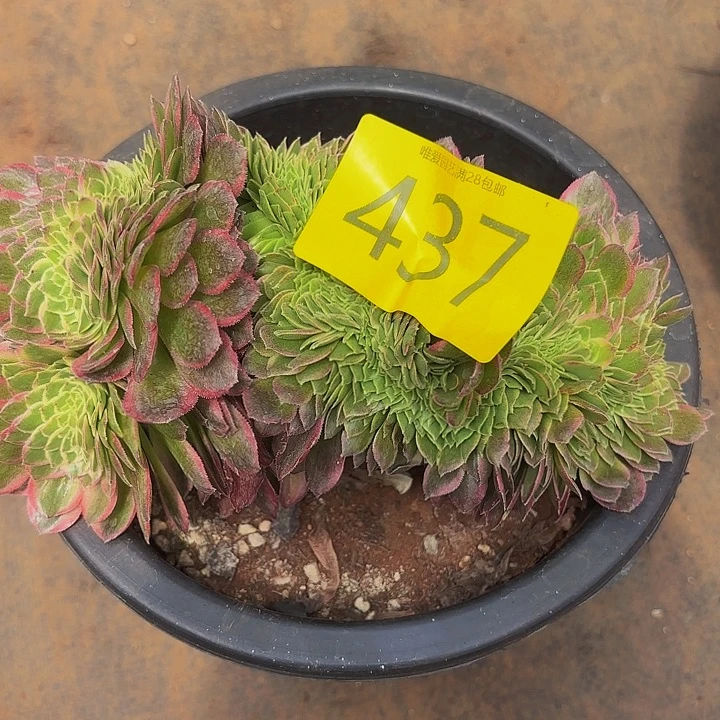 多肉植物福利437