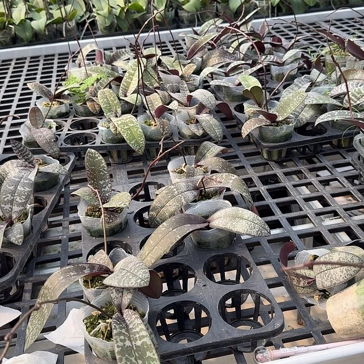 Y****大部分开放少量花苞两颗西7