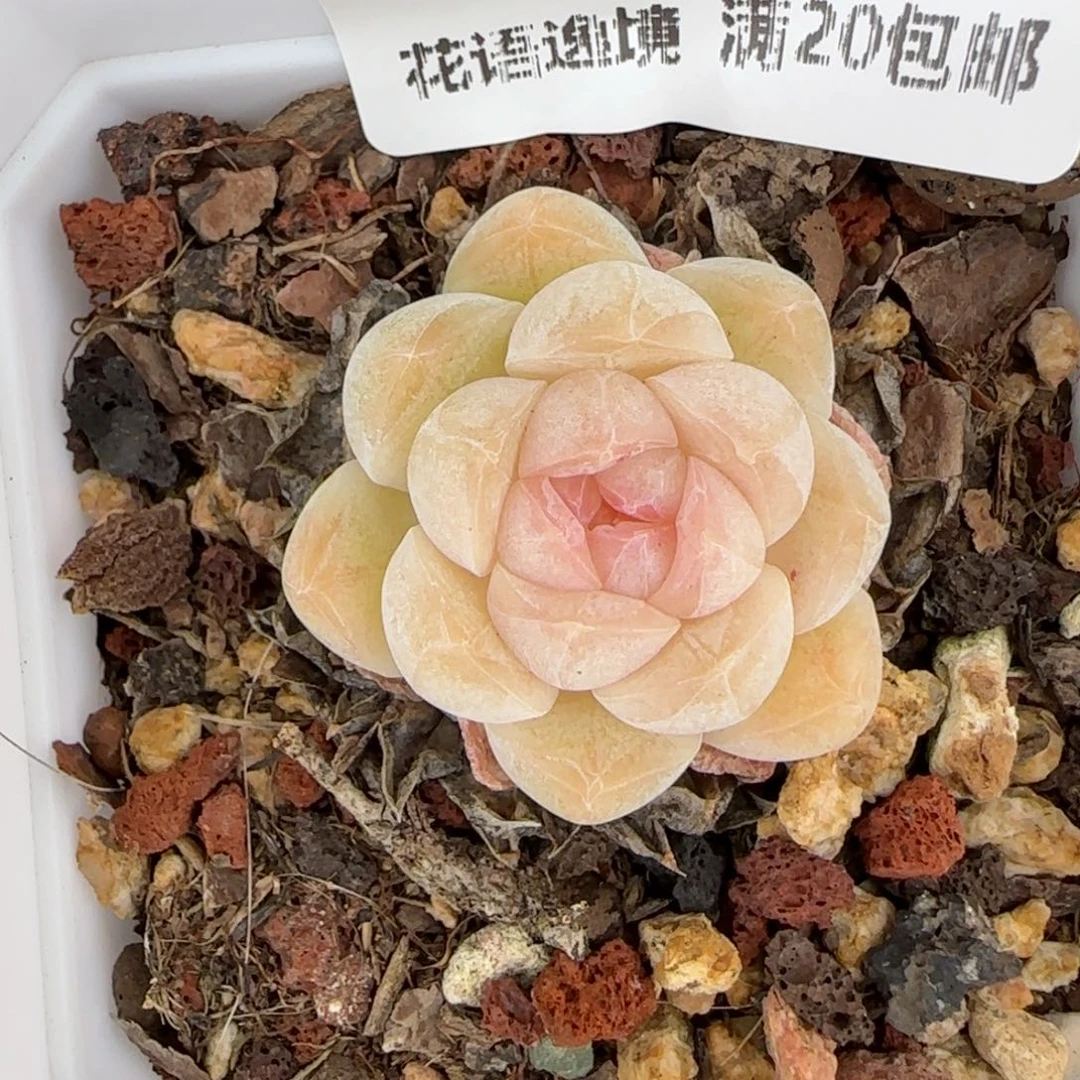 花语逸镜0127-399