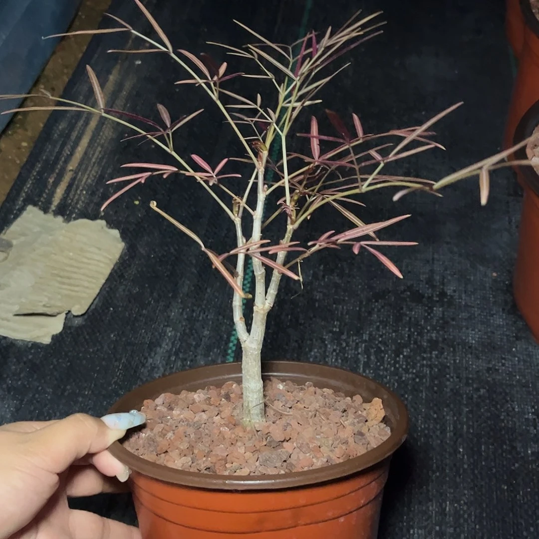 多肉植物毛里求斯葡萄翁