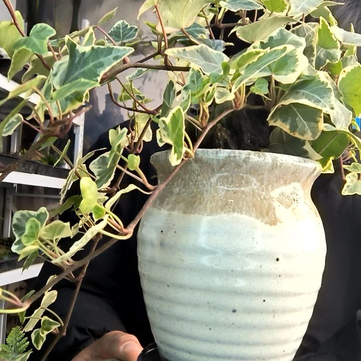 萌*七小盆景小植物一物一拍142