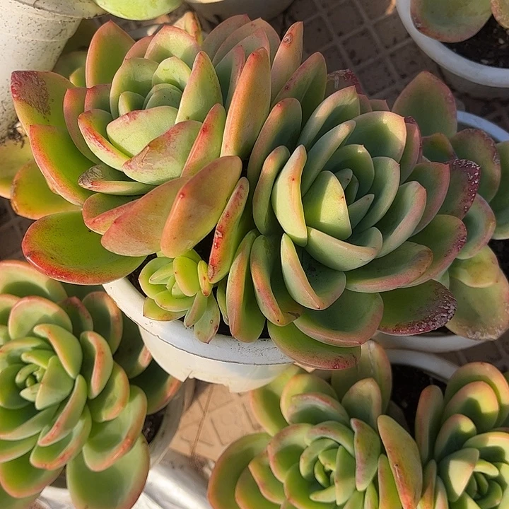 蓝***8柠檬茶双头，一物一拍