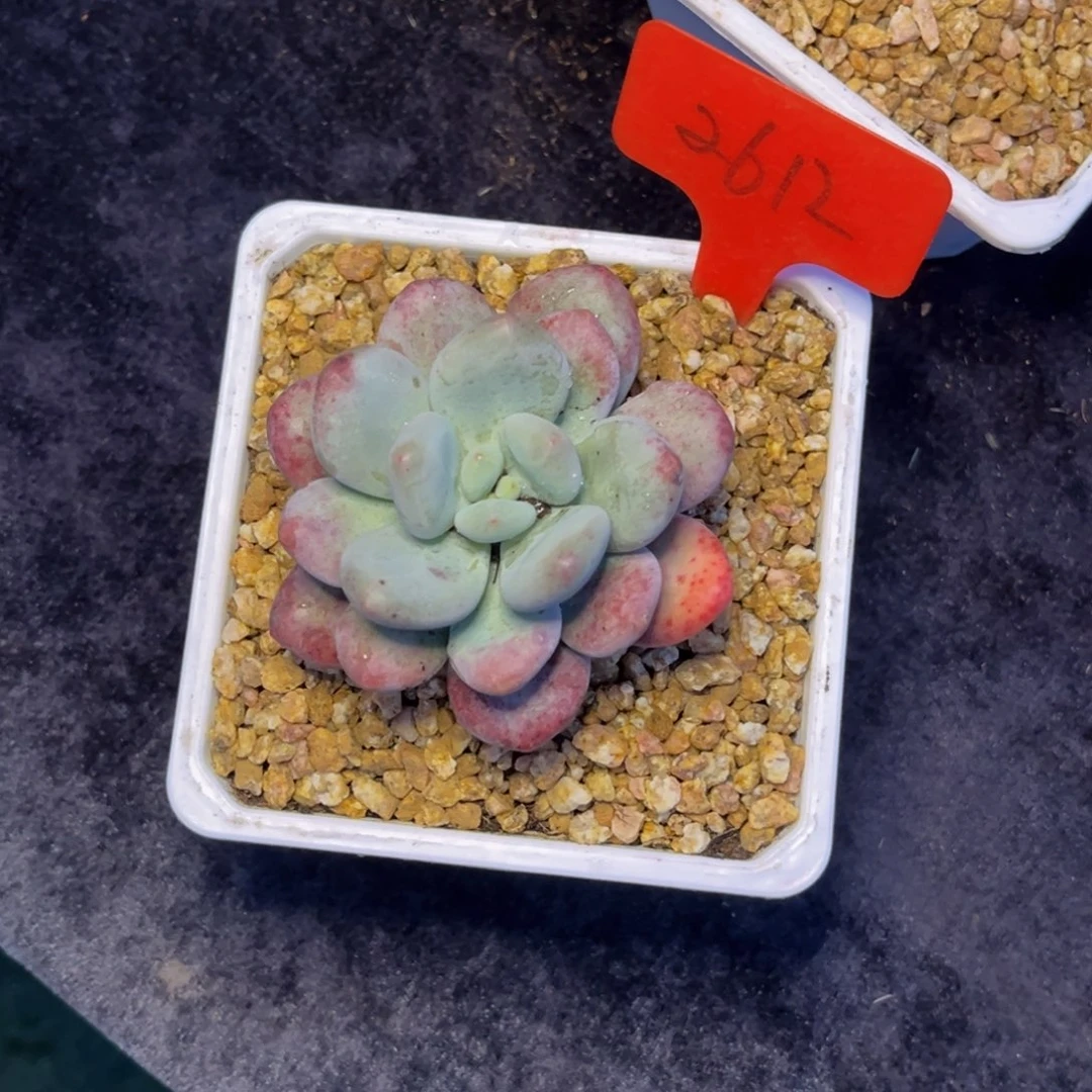 倾***物2612号早上多肉植物群生多肉植物