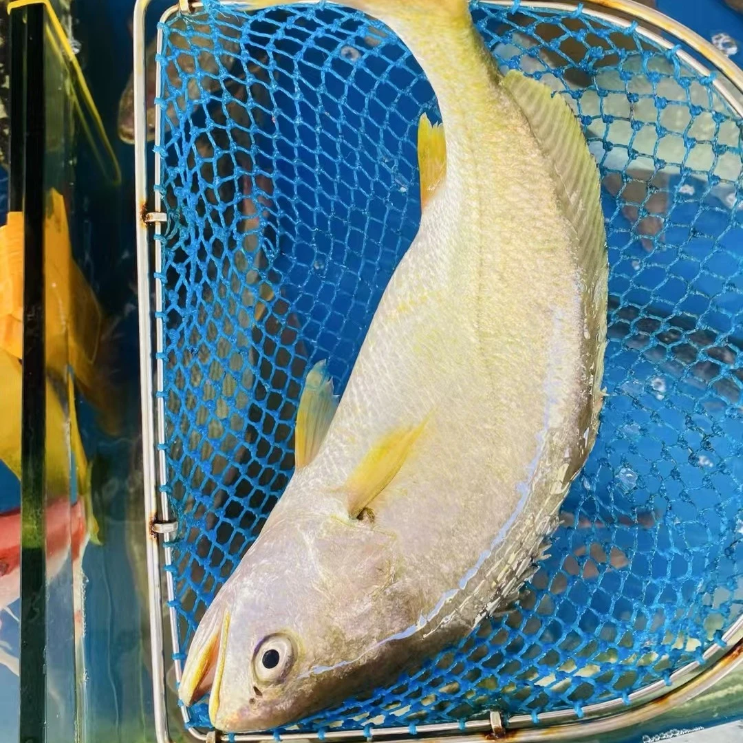 刺身鲜活生猛黄花鱼1.3斤/条。配芥末酱油！