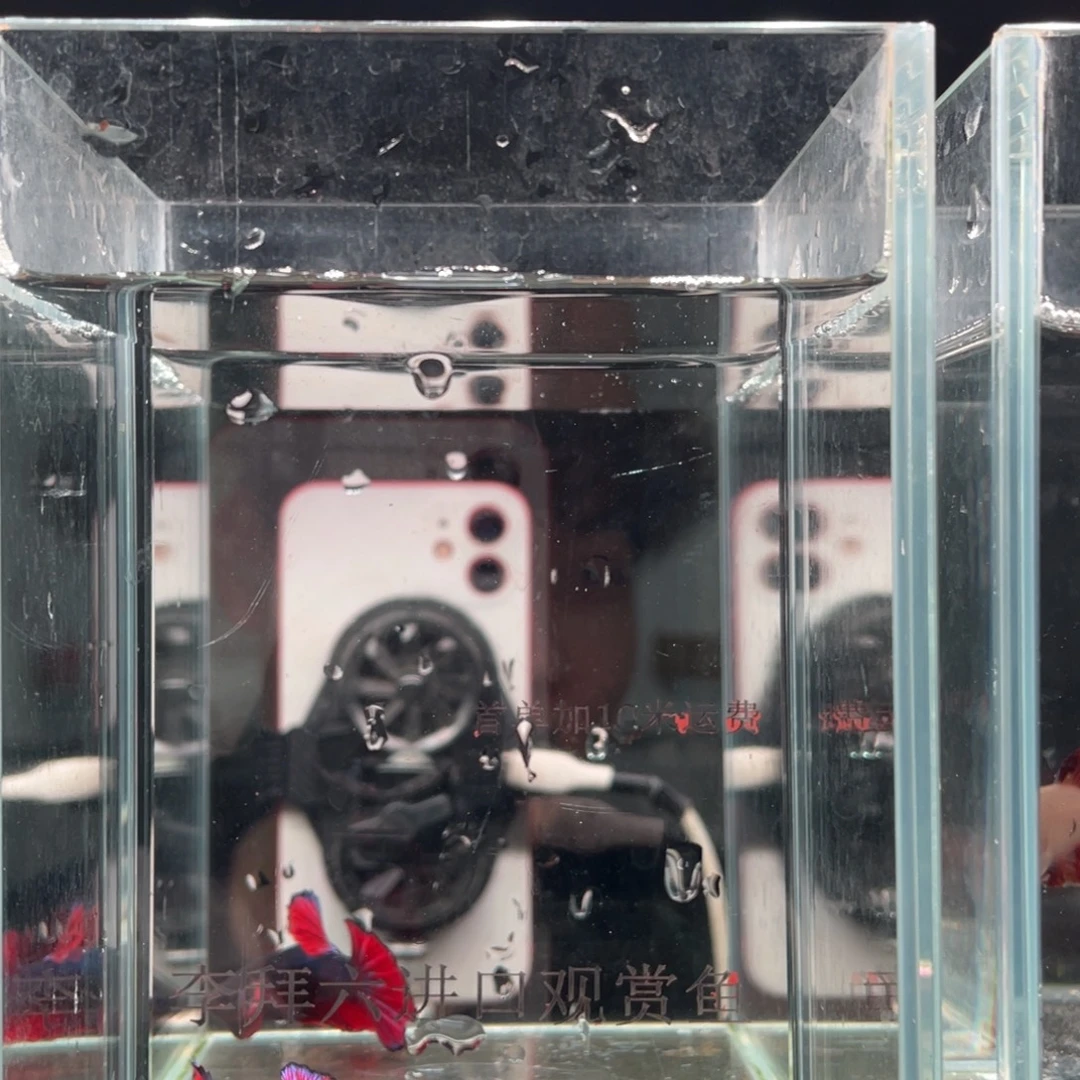 海水鱼印尼精品斗鱼60