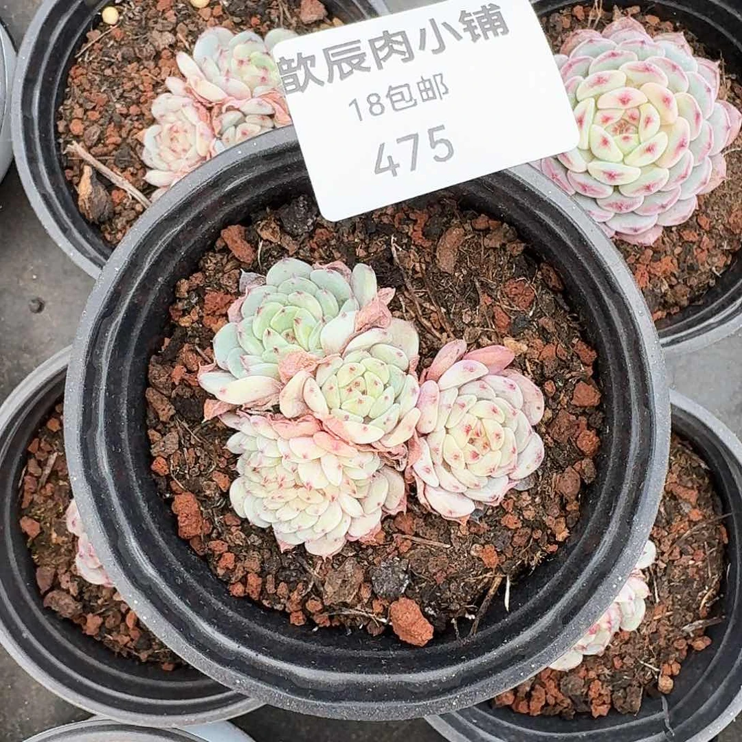 多肉植物白胖子缀475
