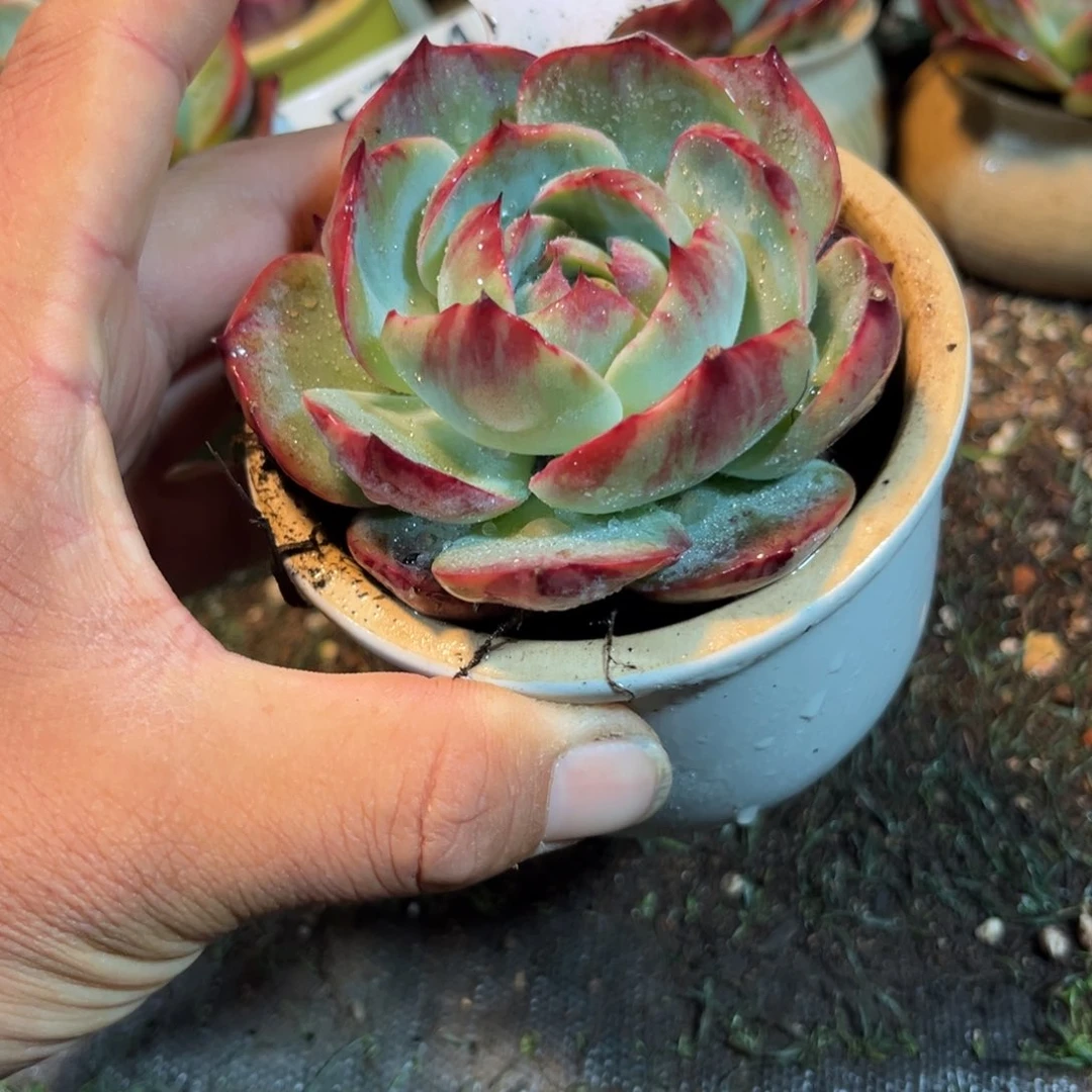 惊鸿一瞥740号多肉